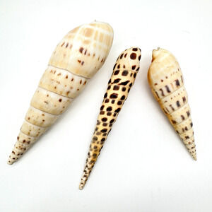 Terebra Auger Shell Marlin Spike Maculata Subulata Lot of 3 Beach Decor Aquarium
